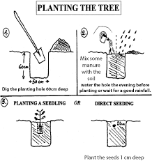 planting a tree